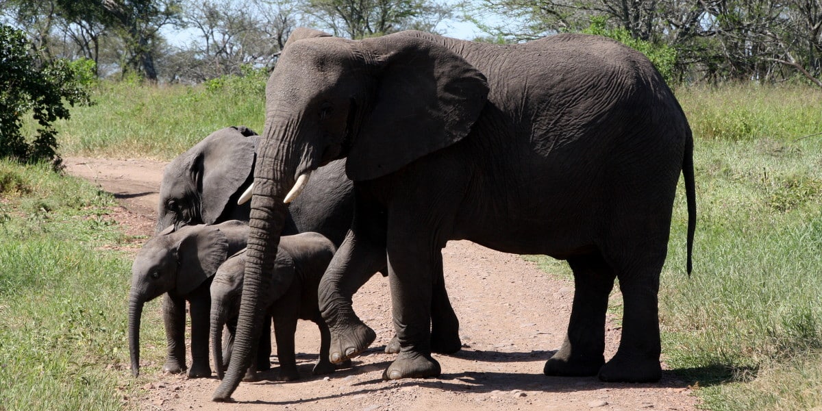 Kenia. Kenya. Familia de Elefantes cruzando un camino, en Kenya