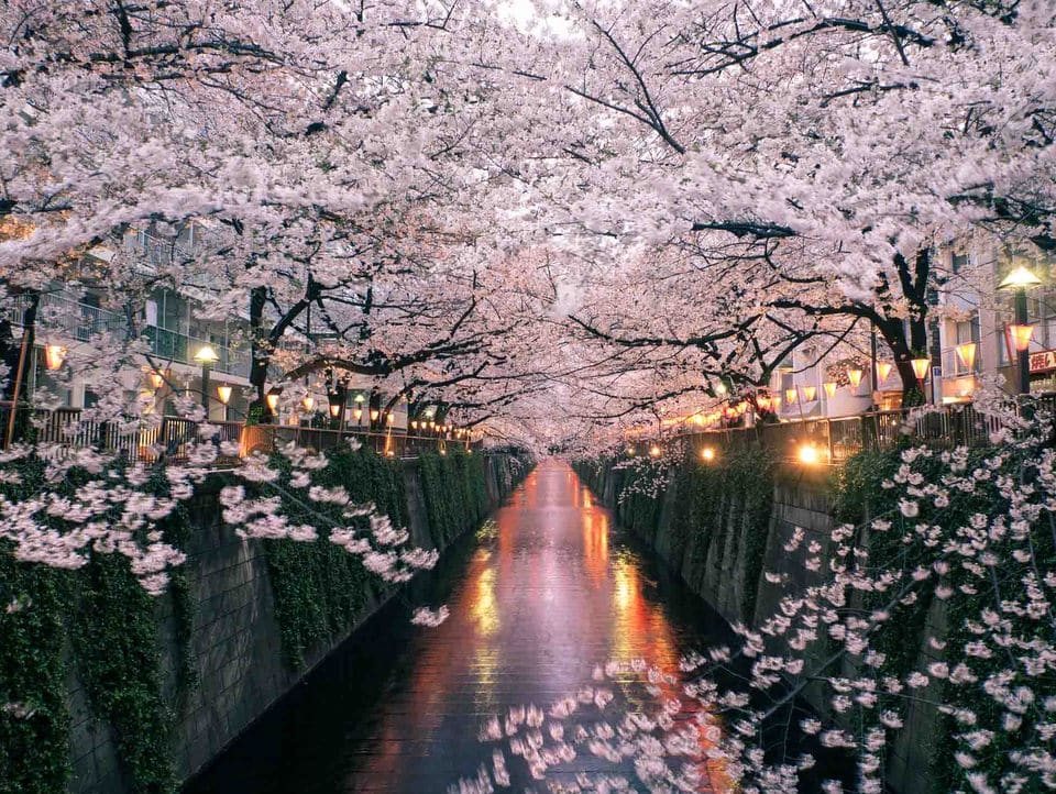 Cerezos en Flor, Sakura, belleza sin igual - News Madretierra