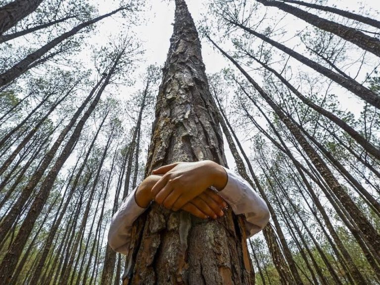 Shinrin Yoku, el abrazo de la naturaleza