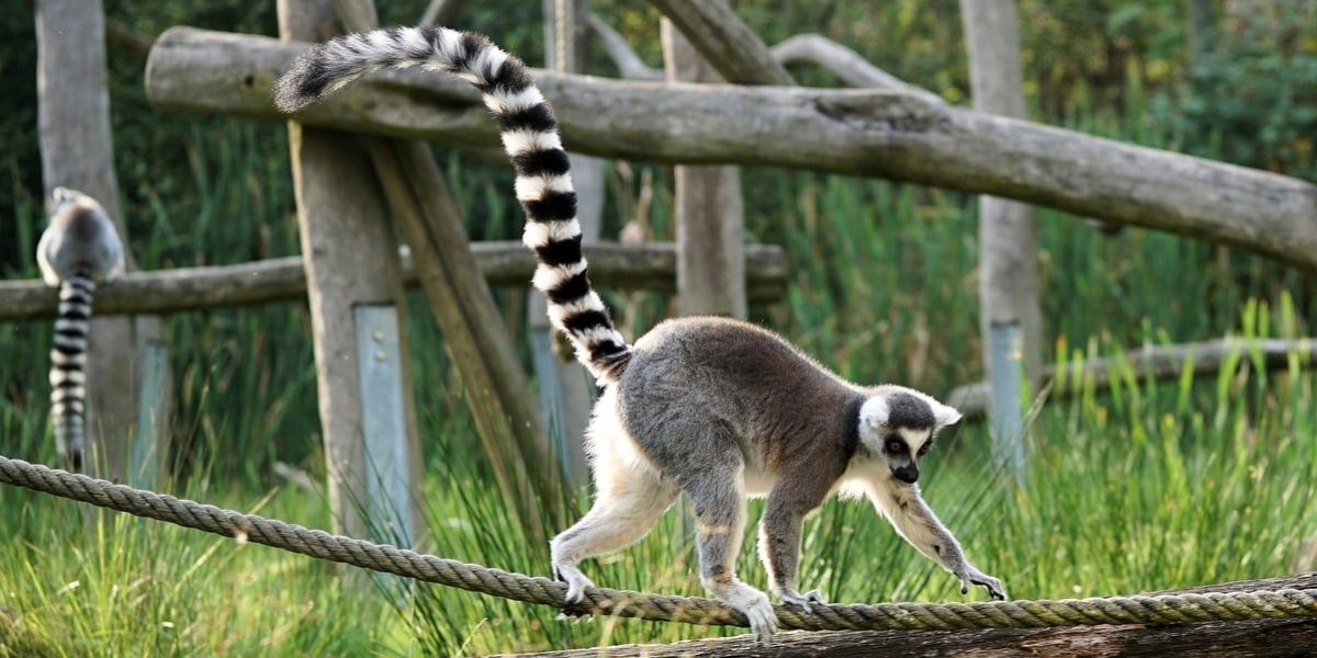 Madagascar. Lemur de cola anillada endémico de Madagascar